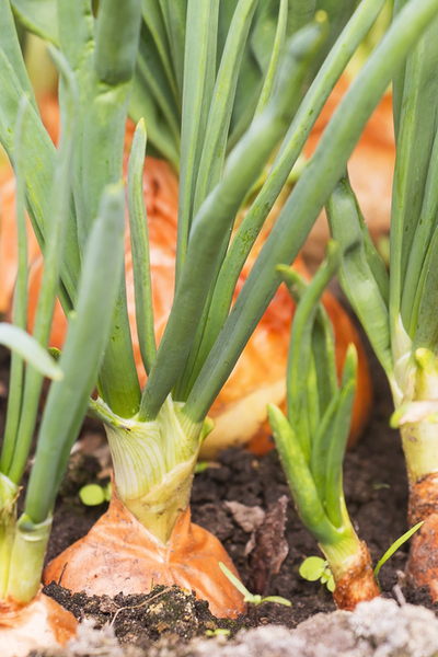 Onion Sets Vs Onion Seeds What Is The Best Method To Grow Onions 