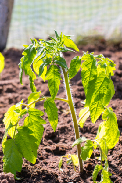 tomato planting mistakes - not mulching plants
