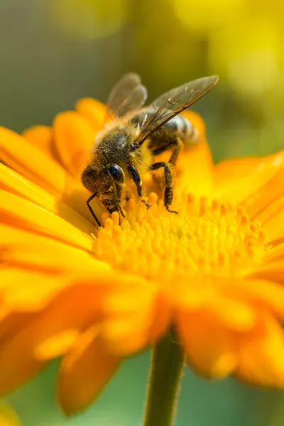 a honey bee works the bloom of a marigold