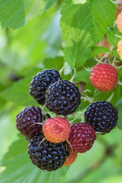 Growing Raspberries - How To Plant & Maintain This Tasty Perennial Crop