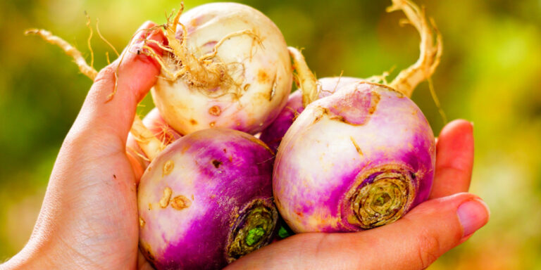 growing turnips
