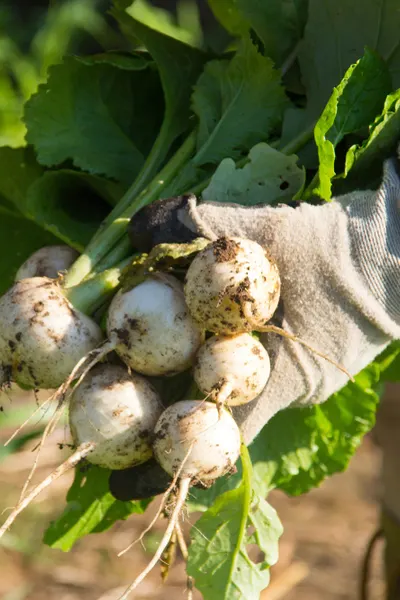 harvesting the crop