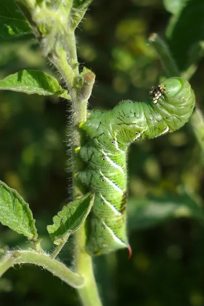 tomato hornworm