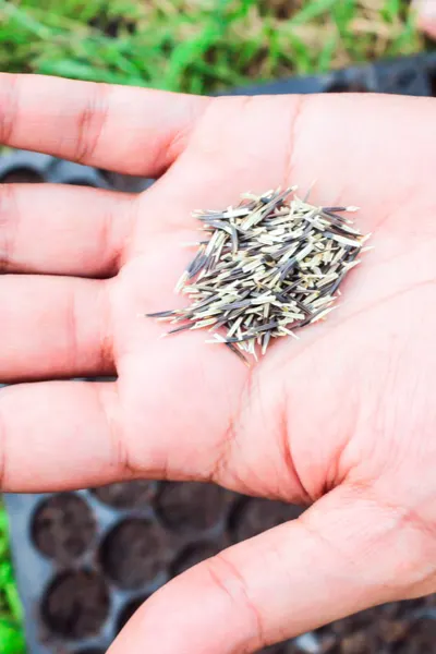 marigold seeds