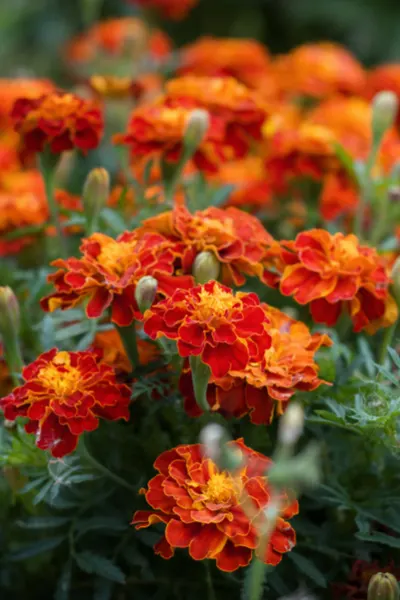 french marigolds