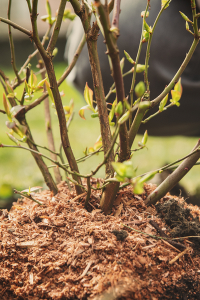 Goodseed Farm Pine Bark Is The Ultimate Mulch Www Goodseedfarm Com