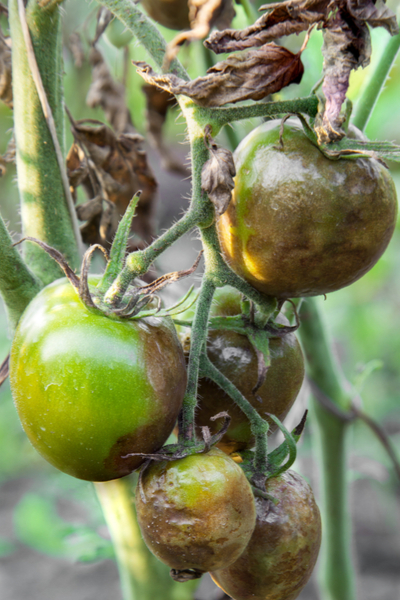 early blight resistant tomato varieties