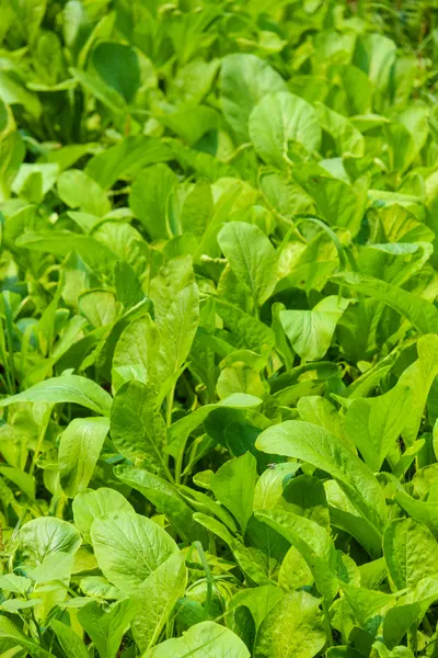 greens can be harvested at any point