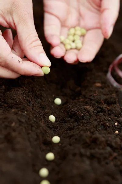 planting turnip seeds