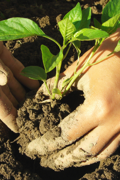 jonge peperplant