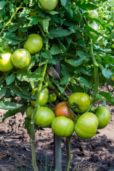 download pruning tomato plants for free