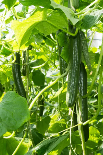 cucumbers growing in the summer