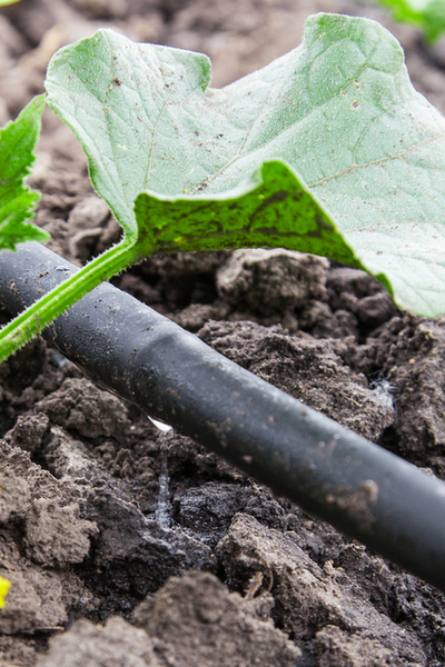 watering vegetable plants