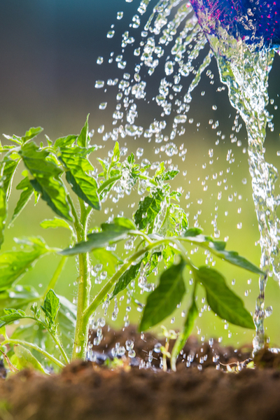 fertilizar plantas vegetales