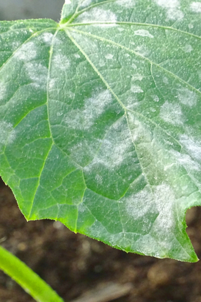 powdery mildew