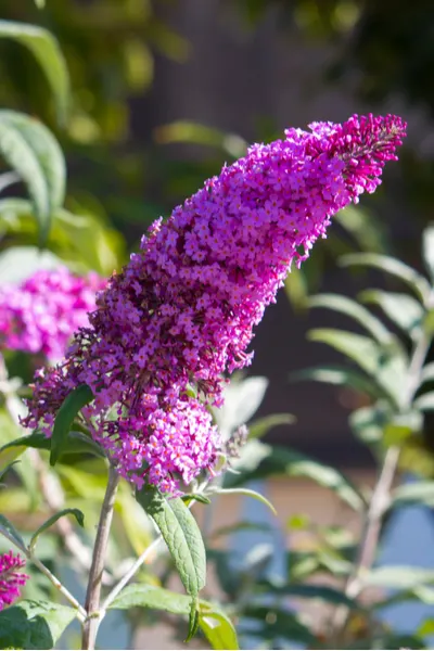 spikey blooms in the landscape