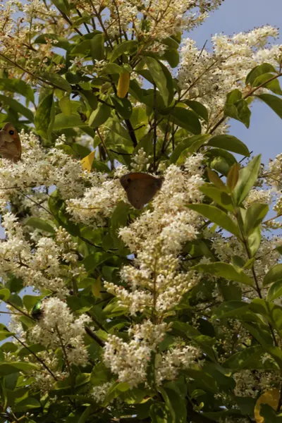 planting and growing butterfly bushes