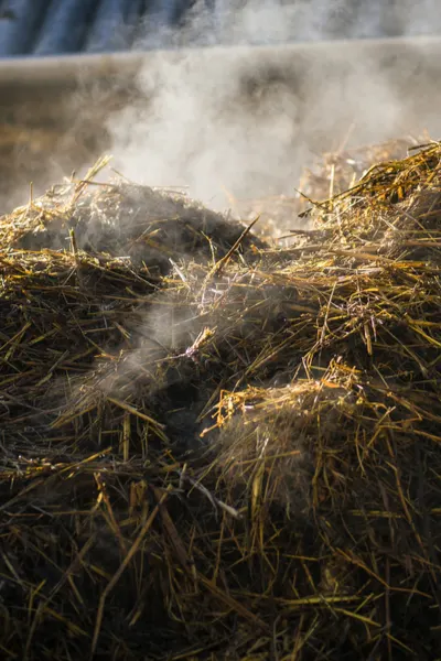 chicken compost