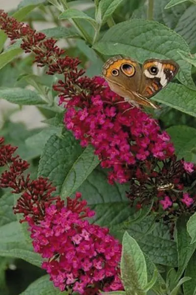 Miss Molly Butterfly Bush