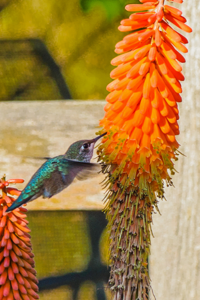 5 Beautiful Plants To Attract Hummingbirds To Your Patio Landscape