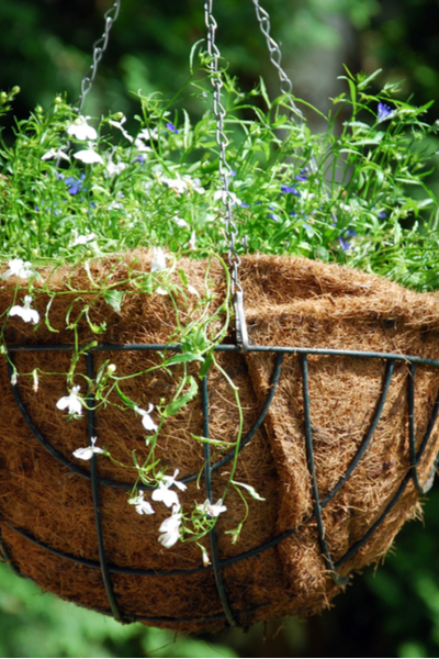 How To Replant Hanging Baskets For A Gorgeous Second Life!