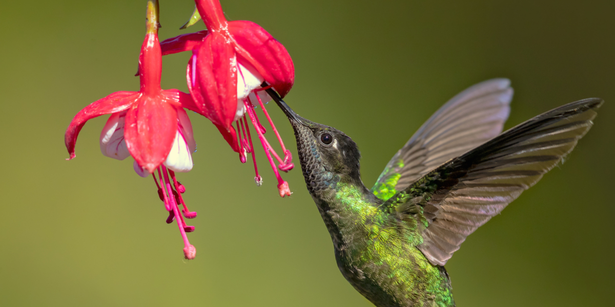 5 Beautiful Plants To Attract Hummingbirds To Your Patio Landscape,What Is Corian Countertops