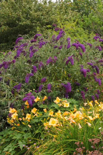 growing plants in the landscape