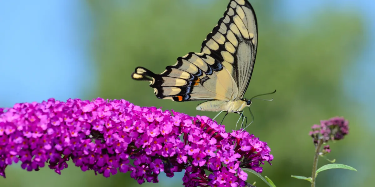 growing butterfly bushes
