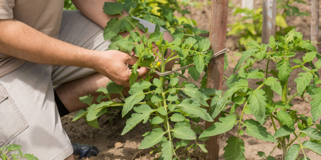 Growing Tomatoes This Is My Garden