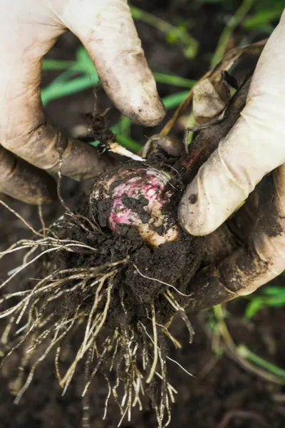 harvesting garlic