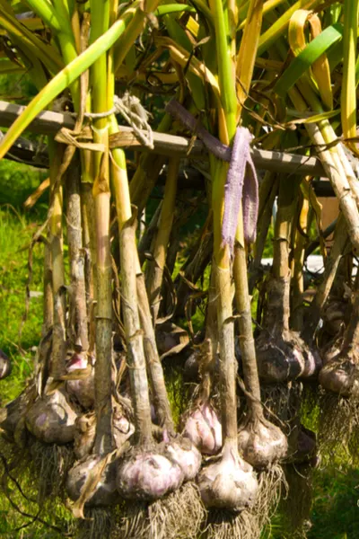 hanging up garlic 