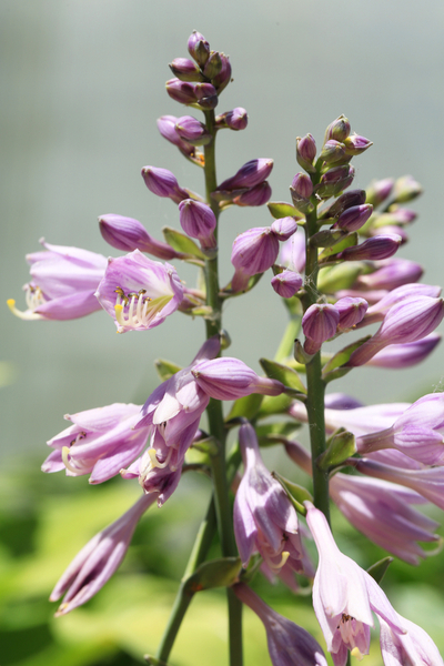 Hosta's mooi houden