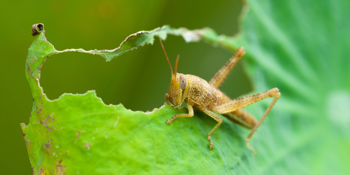 How To Stop Grasshoppers From Devouring Your Garden & Landscape