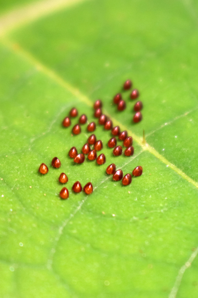 How To Get Rid Of Squash Bugs From Your Garden - This Is My Garden