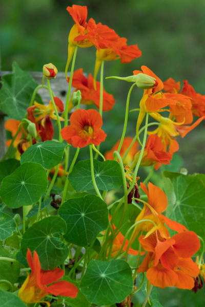 companion planting with nasturtiums