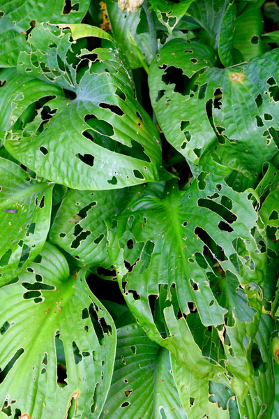 Damaged leaf sttructure