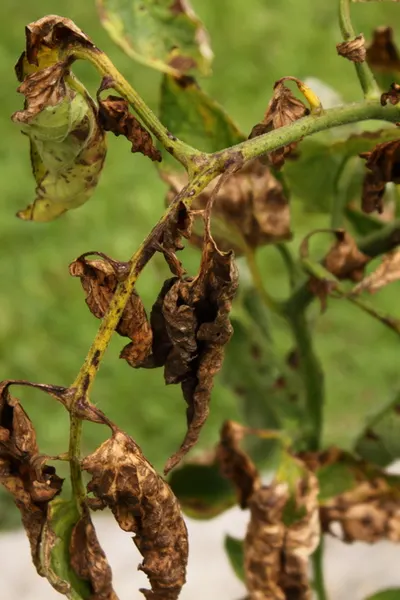 diseases tomato plant