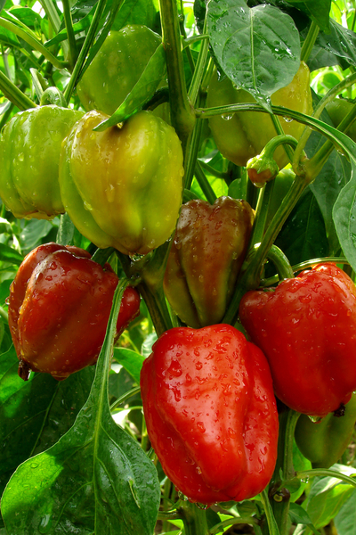 fruit load - harvesting the garden