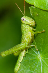 How To Stop Grasshoppers From Devouring Your Garden & Landscape