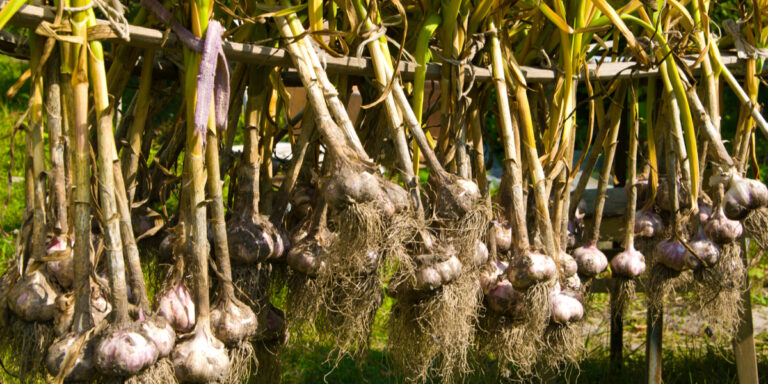 harvest and cure garlic