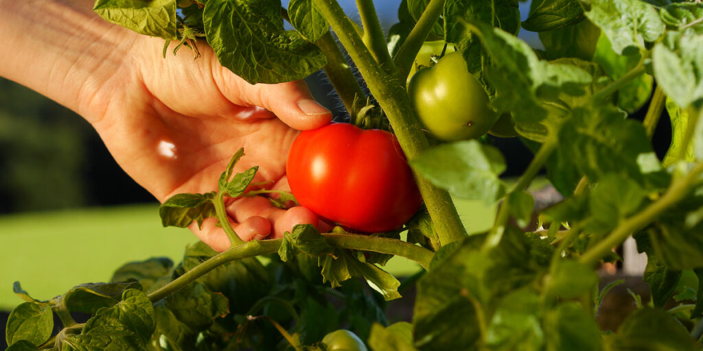 harvest a garden