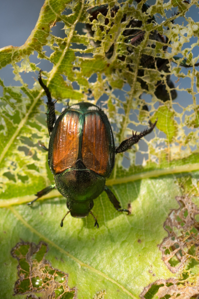 stop japanese beetles