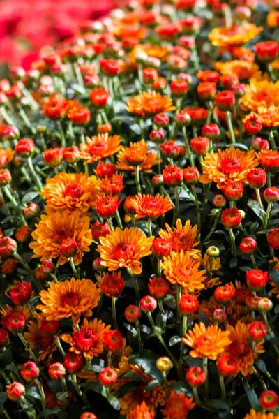 pinching back mums to get mums to bloom this fall