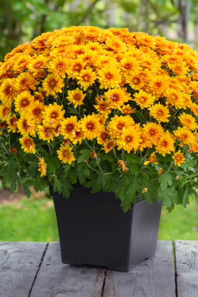 Potted mums plant care