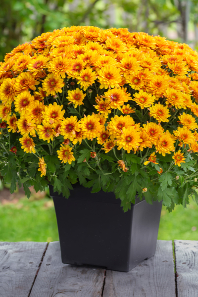 Do Mums Grow Back / Mums For Fall Color Neil Sperry S Gardens - Meanwhile, the florist mums are large plants that have many bloom forms like spiders, pompoms, and quilled.