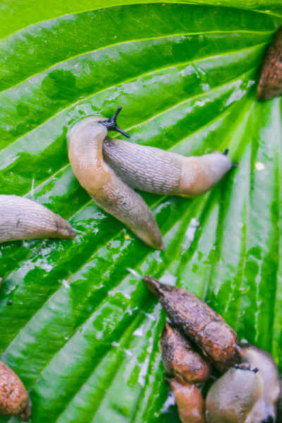 luge sur une plante d'hosta