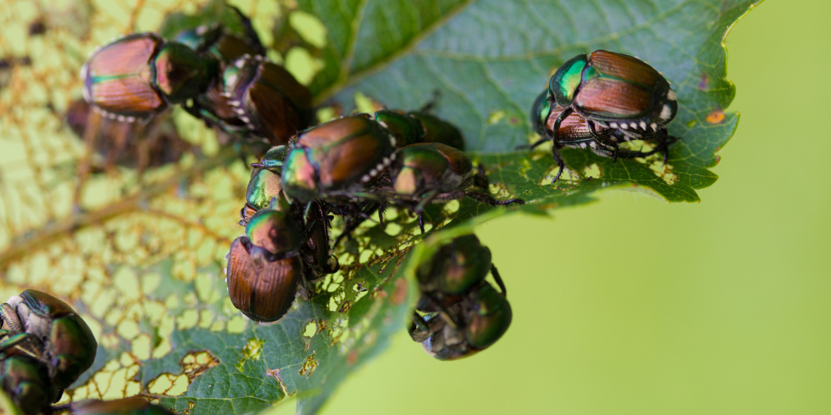 all-natural-ways-to-save-your-garden-from-japanese-beetles-off-the