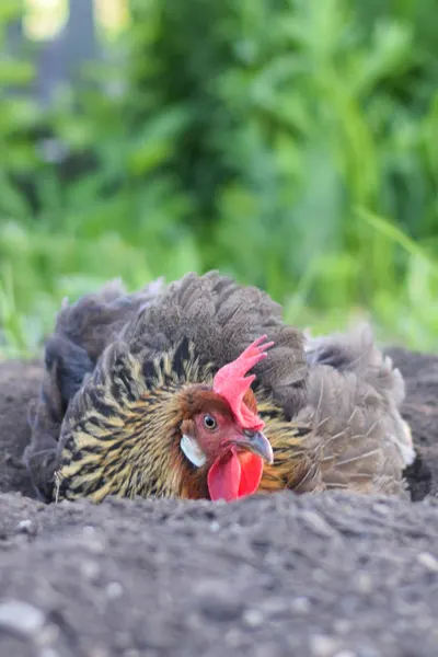 chickens dusting