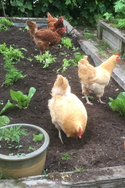 gardening with chickens