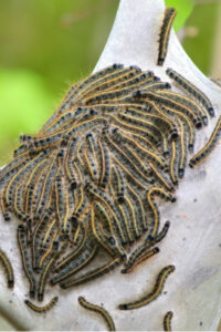 How To Control Webworms - Protecting Trees & Shrubs From Worm Nests